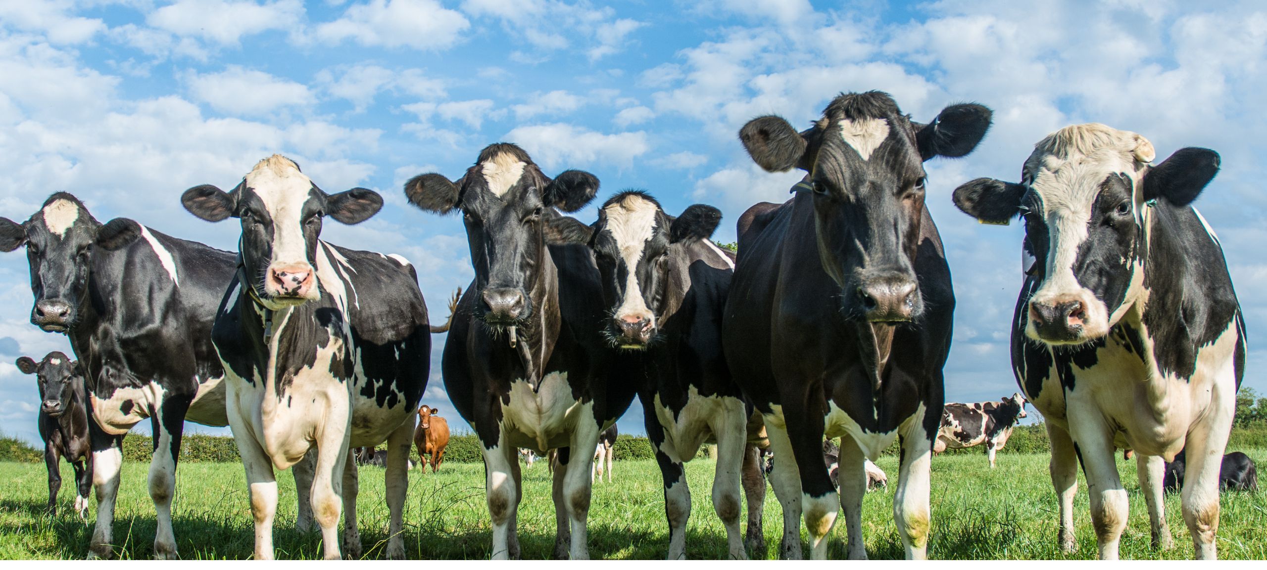 dairy cows
