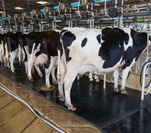 milking parlour